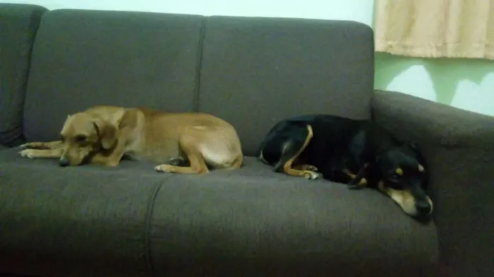 Cachorro raça Pinscher idade 2 anos nome Pretinho e Marrom