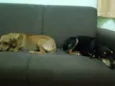 Pretinho e Marrom