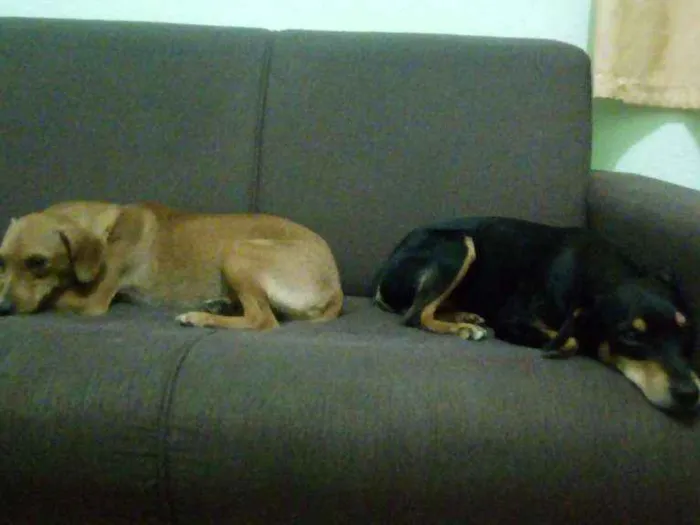 Cachorro raça Pinscher idade 2 anos nome Pretinho e Marrom