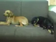 Pretinho e Marrom