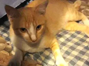 Gato raça Srd idade 7 a 11 meses nome ?