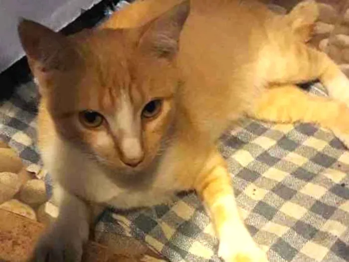 Gato ra a Srd idade 7 a 11 meses nome ?