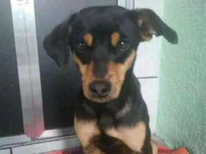 Cachorro raça Não sei idade 7 a 11 meses nome Luna