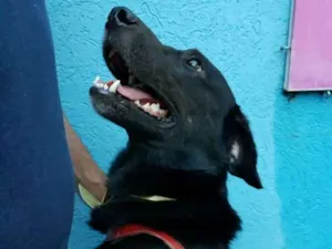 Cachorro raça VL idade 1 ano nome Negão 