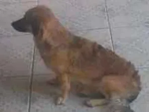 Cachorro raça Sem raça definida idade 1 ano nome Skay