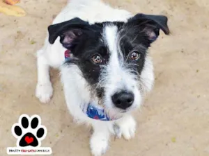Cachorro raça SRD idade 1 ano nome Bob Suspirito