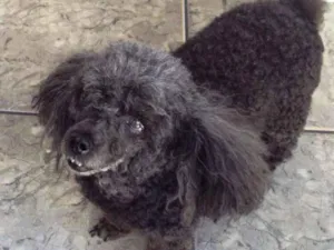 Cachorro raça Poodle idade 6 ou mais anos nome Mel