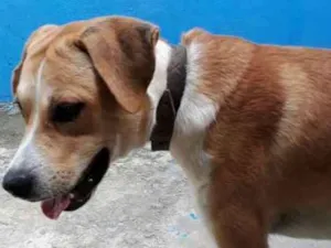 Cachorro raça Labrador misturado idade 1 ano nome Faruk