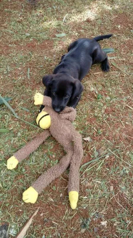 Cachorro raça SRD idade 2 a 6 meses nome Luna