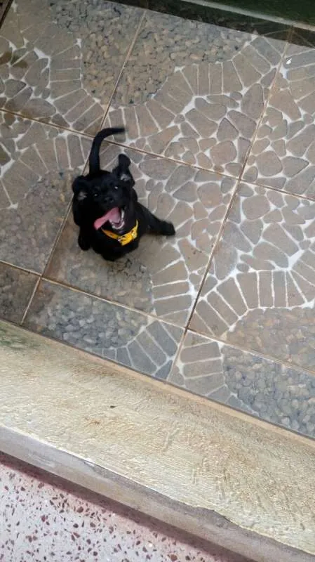 Cachorro raça SRD idade 2 a 6 meses nome Luna