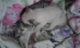 Gatinhos