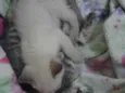 Gatinhos