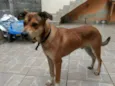 Scooby