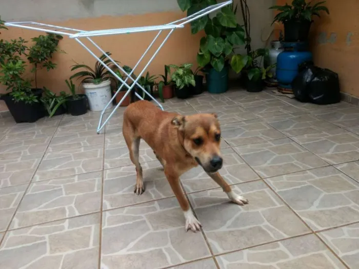 Cachorro ra a Virá lata misturado com Labrad idade 1 ano nome Scooby