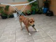 Scooby