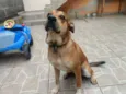 Scooby