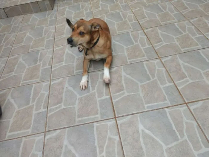 Cachorro ra a Virá lata misturado com Labrad idade 1 ano nome Scooby