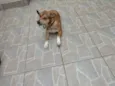 Scooby