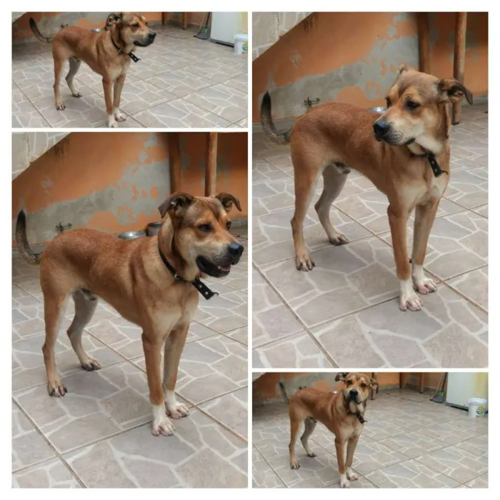 Cachorro ra a Virá lata misturado com Labrad idade 1 ano nome Scooby