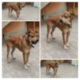 Scooby