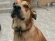 Scooby
