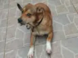 Scooby