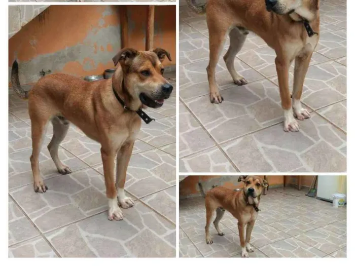 Cachorro ra a Virá lata misturado com Labrad idade 1 ano nome Scooby