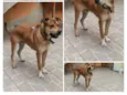 Scooby