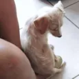 MELADO