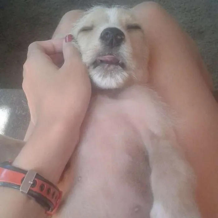 Cachorro ra a VIRA-LATA idade 2 a 6 meses nome MELADO