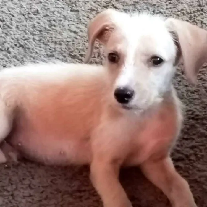 Cachorro ra a VIRA-LATA idade 2 a 6 meses nome MELADO