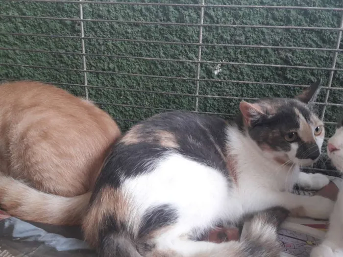 Gato ra a  idade 7 a 11 meses nome Gatinhos 