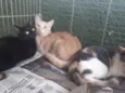 Gatinhos 