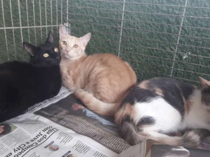 Gato ra a  idade 7 a 11 meses nome Gatinhos 