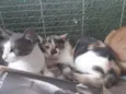 Gatinhos 