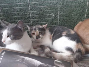 Gato raça  idade 7 a 11 meses nome Gatinhos 