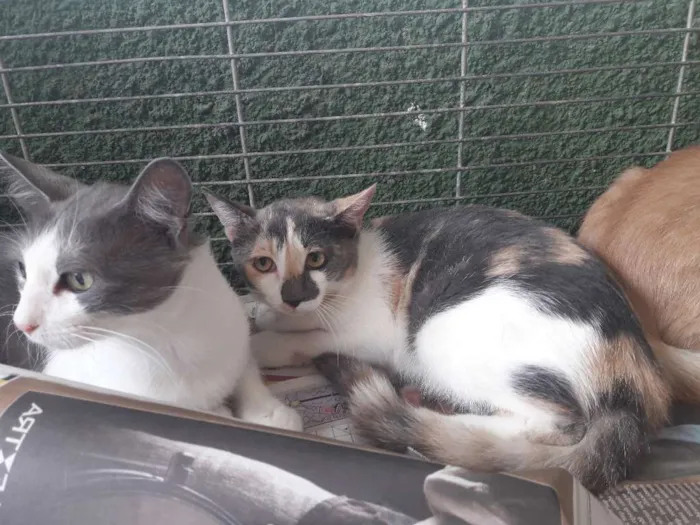 Gato ra a  idade 7 a 11 meses nome Gatinhos 