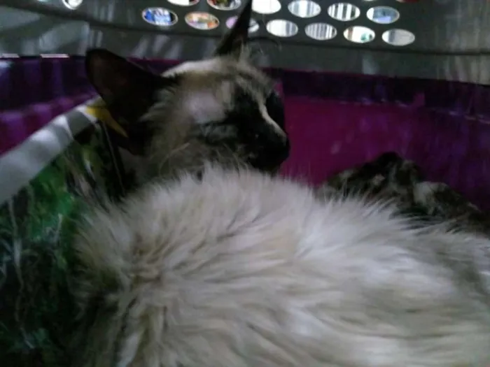 Gato ra a SRD idade 7 a 11 meses nome Sissa