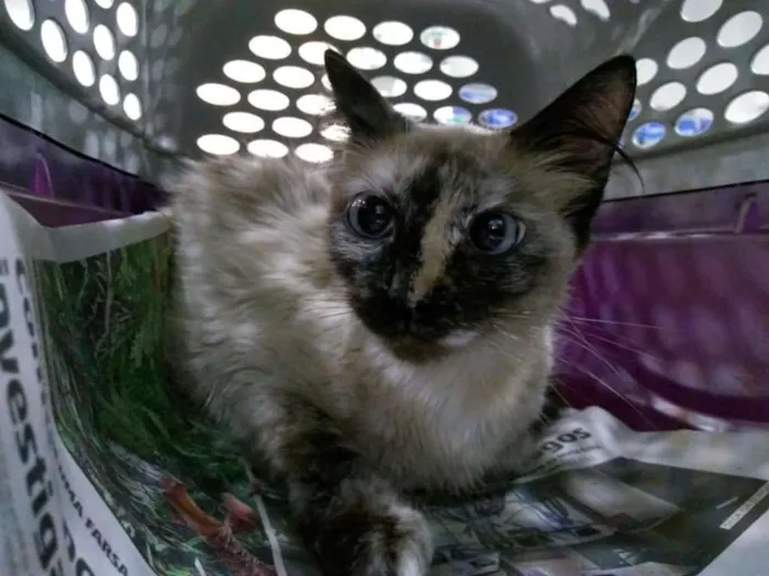 Gato ra a SRD idade 7 a 11 meses nome Sissa