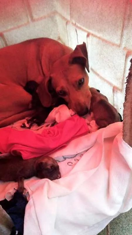 Cachorro ra a bace idade 6 ou mais anos nome lara 