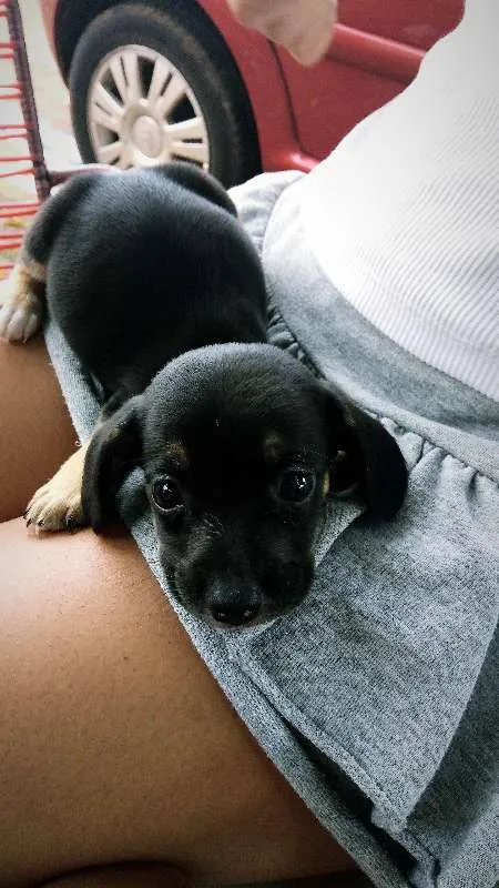 Cachorro ra a bace idade Abaixo de 2 meses nome nao tem