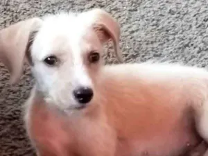 Cachorro raça VIRA-LATA idade 2 a 6 meses nome MELADO