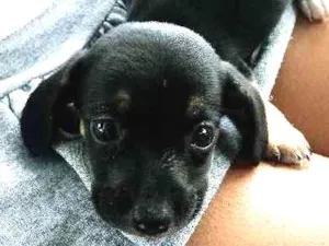 Cachorro raça bace idade Abaixo de 2 meses nome nao tem