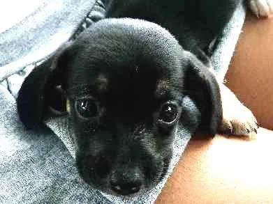 Cachorro ra a bace idade Abaixo de 2 meses nome nao tem