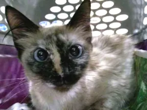 Gato raça SRD idade 7 a 11 meses nome Sissa