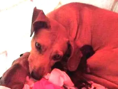 Cachorro ra a bace idade 6 ou mais anos nome lara 