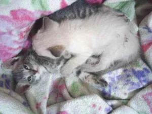 Gato raça SRD idade Abaixo de 2 meses nome Gatinhos 