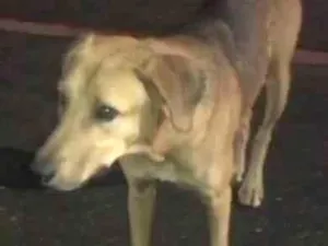 Cachorro raça  idade  nome Não possui nome 