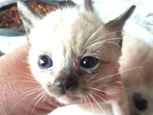 Gato raça Sem raça especifica idade Abaixo de 2 meses nome Filhotes do terreno