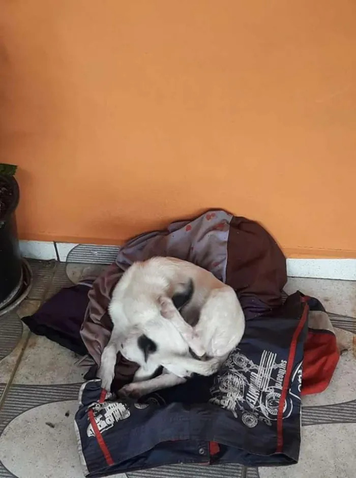 Cachorro ra a Vira Lata idade 2 a 6 meses nome Isis